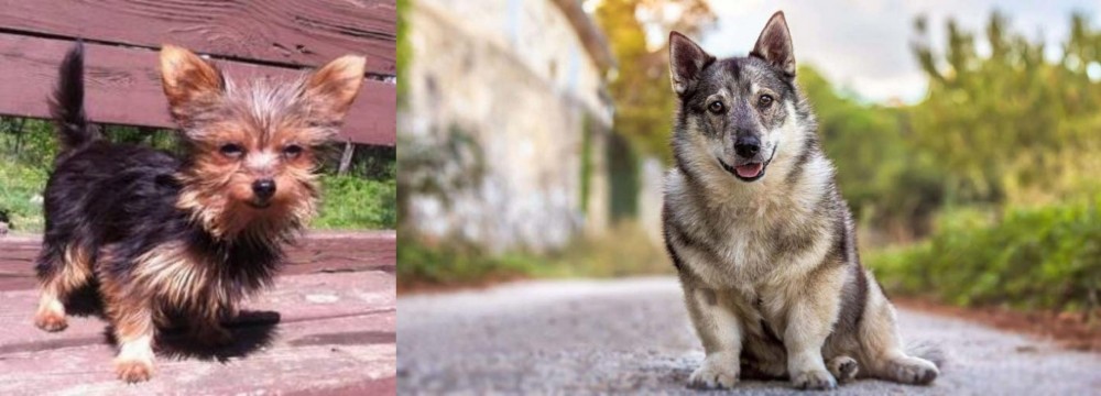 Swedish Vallhund vs Chorkie - Breed Comparison