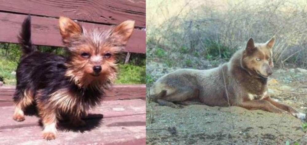 Tahltan Bear Dog vs Chorkie - Breed Comparison
