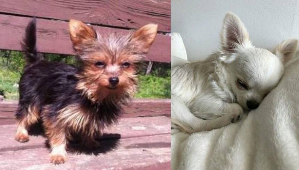 Tea Cup Chihuahua vs Chorkie - Breed Comparison