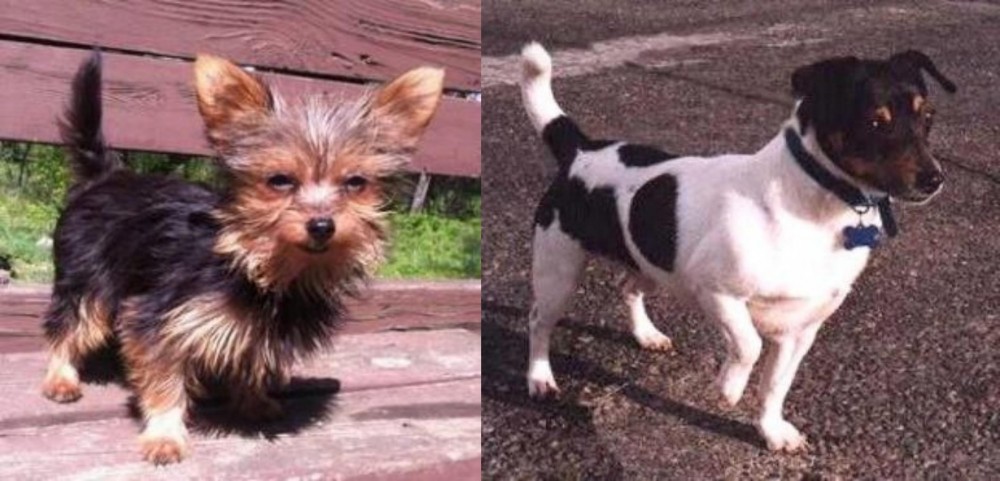 Teddy Roosevelt Terrier vs Chorkie - Breed Comparison