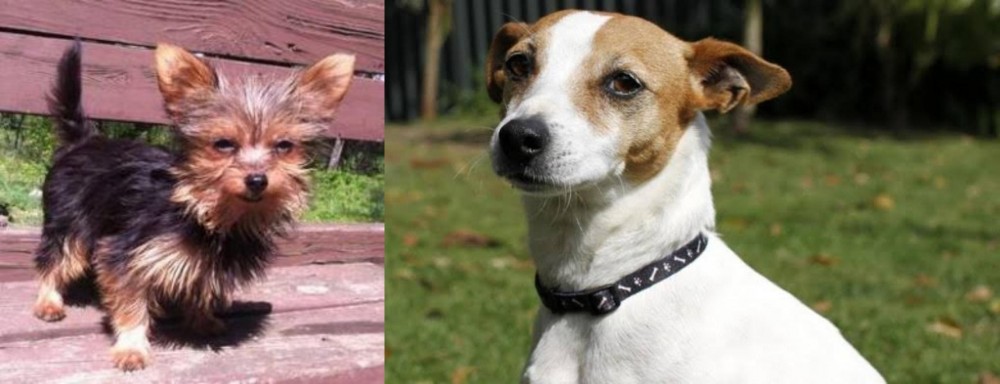 Tenterfield Terrier vs Chorkie - Breed Comparison