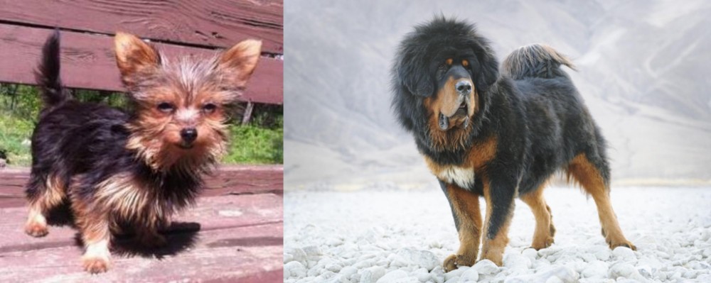 Tibetan Mastiff vs Chorkie - Breed Comparison