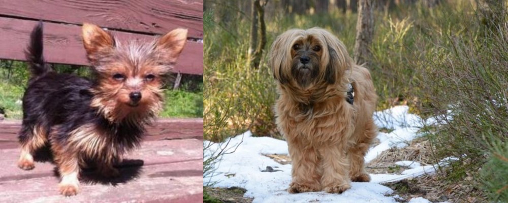 Tibetan Terrier vs Chorkie - Breed Comparison