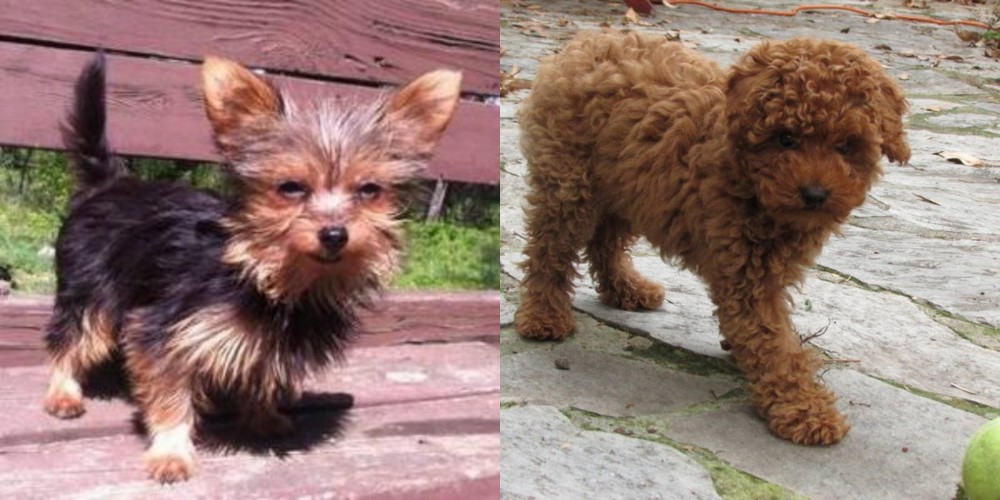 Toy Poodle vs Chorkie - Breed Comparison