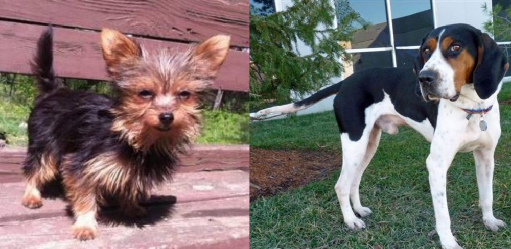 Treeing Walker Coonhound vs Chorkie - Breed Comparison