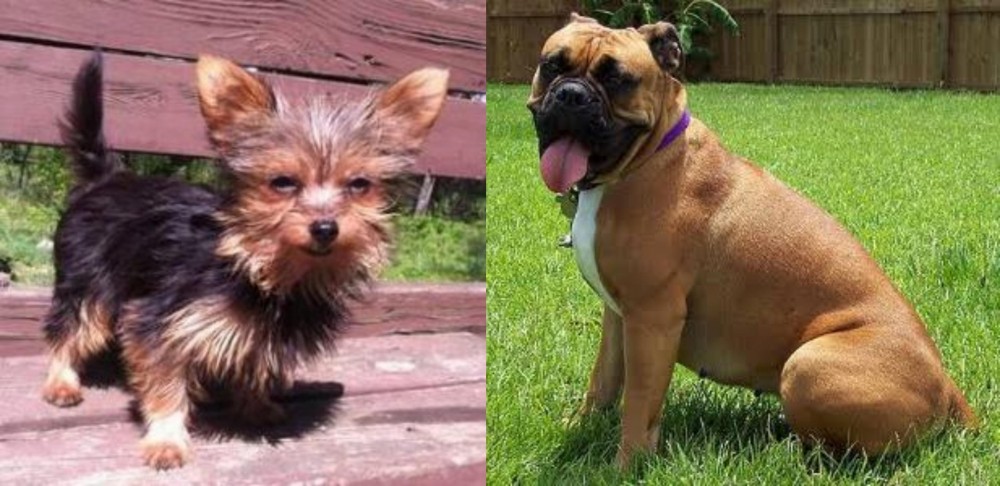 Valley Bulldog vs Chorkie - Breed Comparison