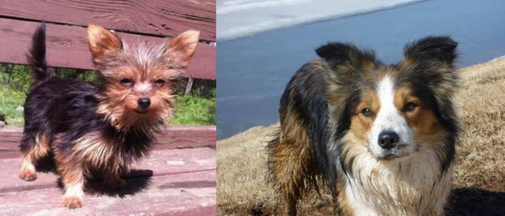 Welsh Sheepdog vs Chorkie - Breed Comparison
