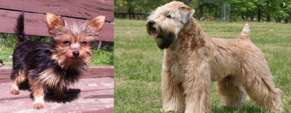 Wheaten Terrier vs Chorkie - Breed Comparison