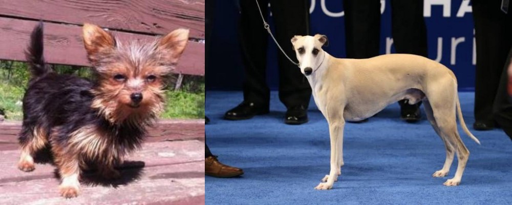 Whippet vs Chorkie - Breed Comparison