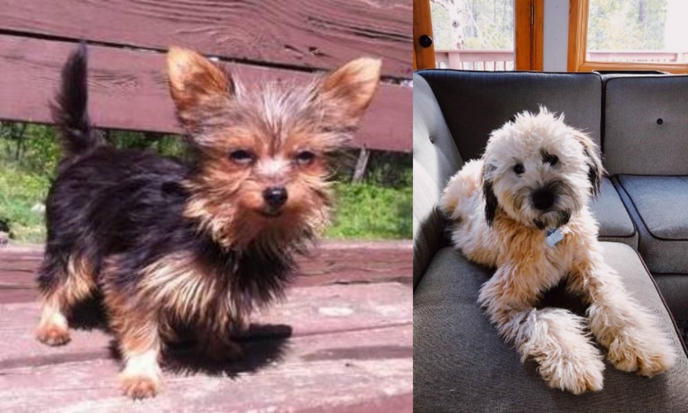 Whoodles vs Chorkie - Breed Comparison