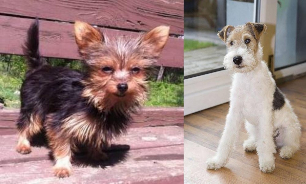 Wire Fox Terrier vs Chorkie - Breed Comparison