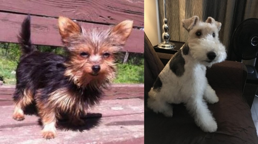 Wire Haired Fox Terrier vs Chorkie - Breed Comparison