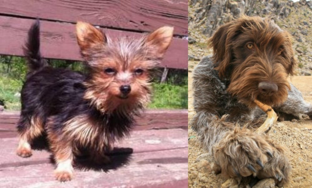 Wirehaired Pointing Griffon vs Chorkie - Breed Comparison