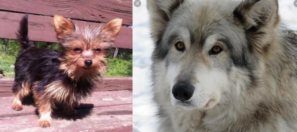 Wolfdog vs Chorkie - Breed Comparison
