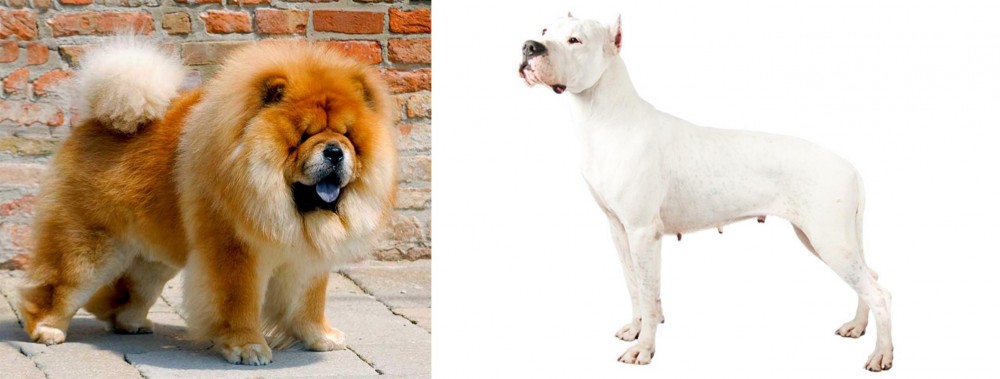 Argentine Dogo vs Chow Chow - Breed Comparison