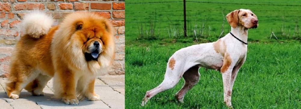Ariege Pointer vs Chow Chow - Breed Comparison