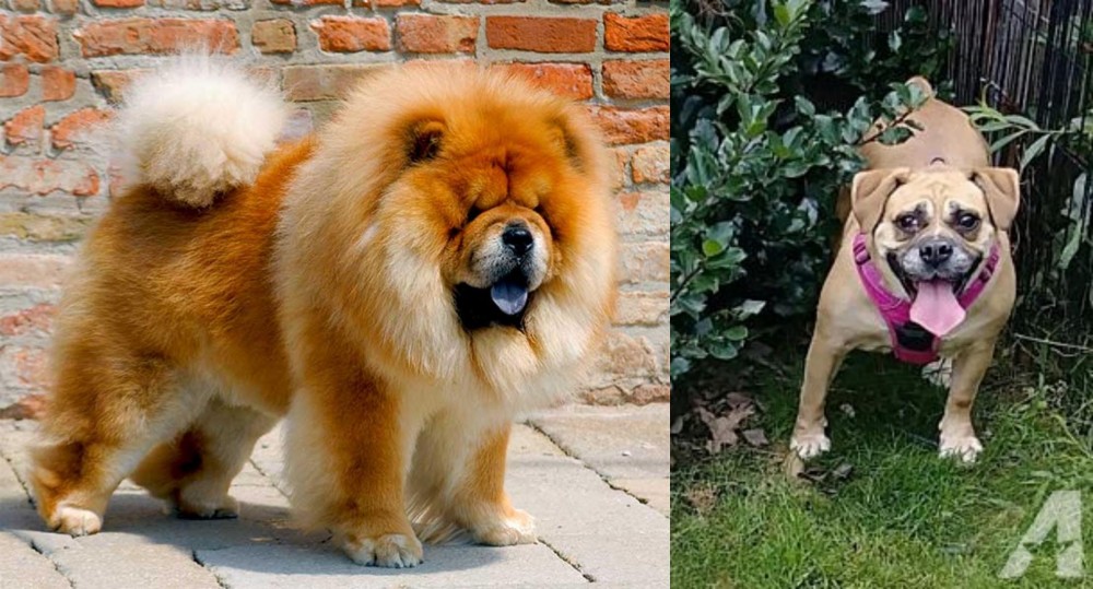 Beabull vs Chow Chow - Breed Comparison