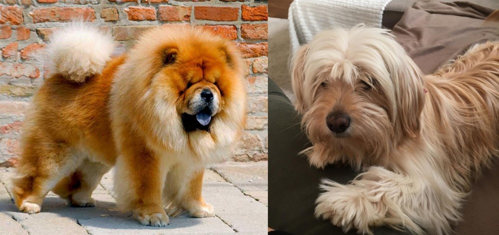 Cyprus Poodle vs Chow Chow - Breed Comparison