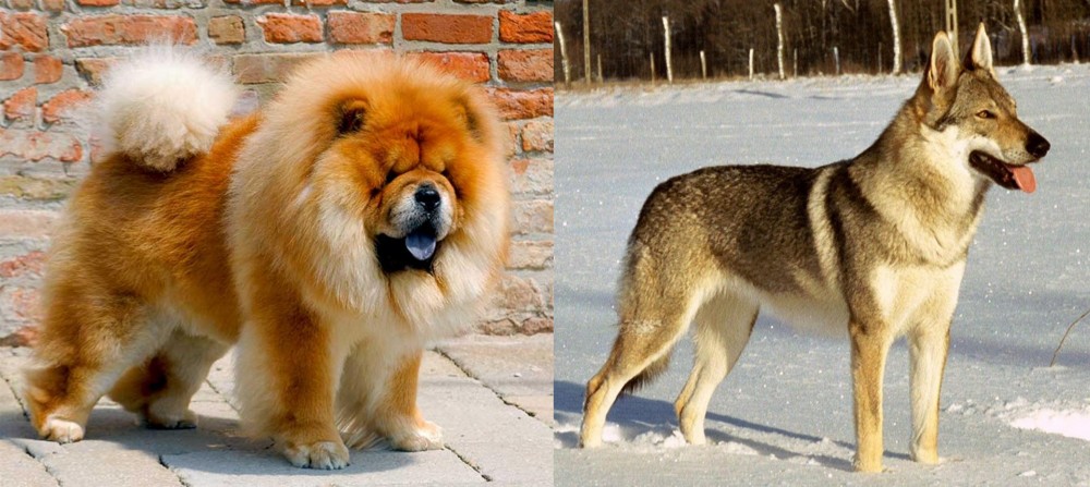 Czechoslovakian Wolfdog vs Chow Chow - Breed Comparison