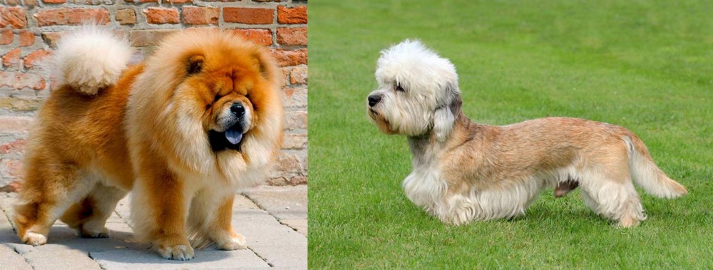 Dandie Dinmont Terrier vs Chow Chow - Breed Comparison