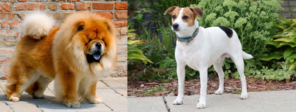 Danish Swedish Farmdog vs Chow Chow - Breed Comparison