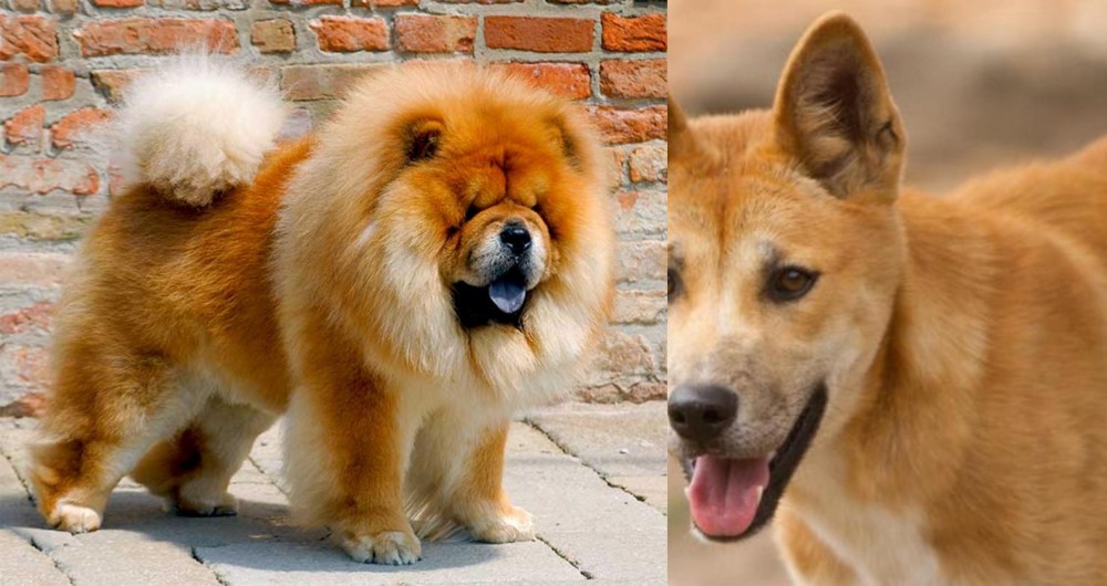 Dingo vs Chow Chow - Breed Comparison