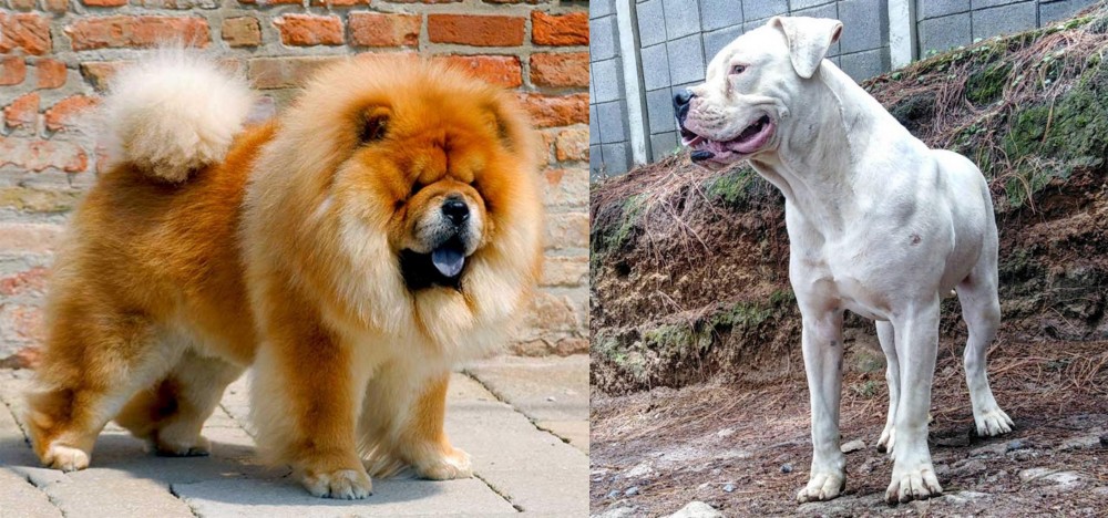 Dogo Guatemalteco vs Chow Chow - Breed Comparison