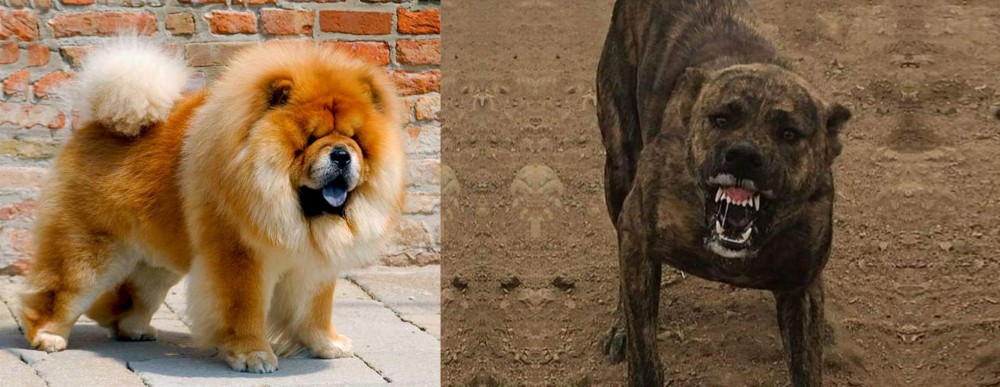 Dogo Sardesco vs Chow Chow - Breed Comparison