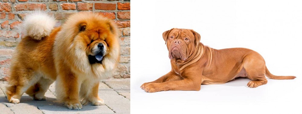 Dogue De Bordeaux vs Chow Chow - Breed Comparison