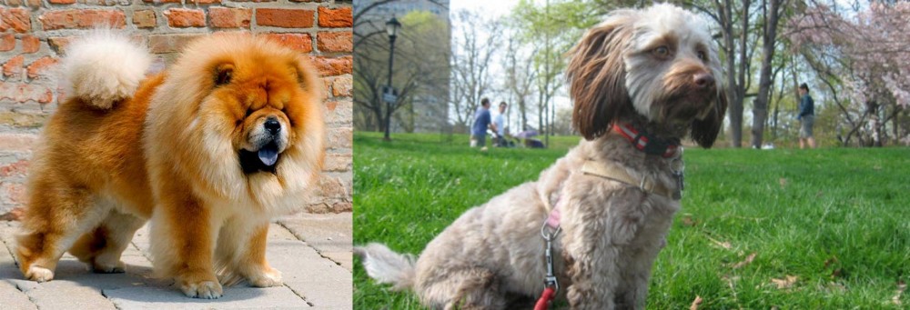 Doxiepoo vs Chow Chow - Breed Comparison