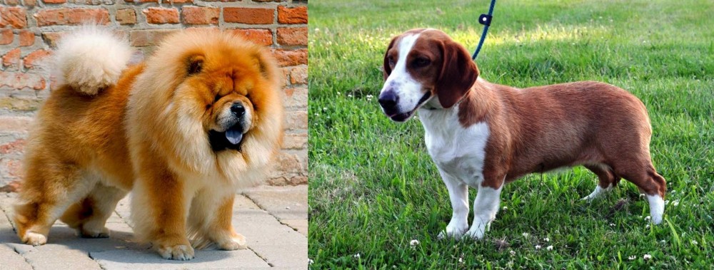 Drever vs Chow Chow - Breed Comparison