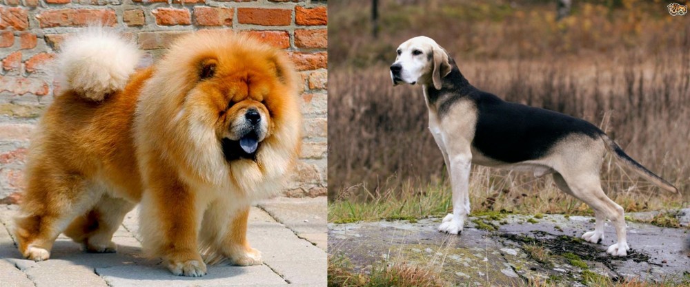 Dunker vs Chow Chow - Breed Comparison