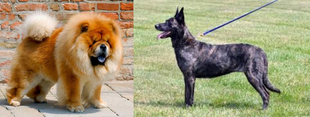 Dutch Shepherd vs Chow Chow - Breed Comparison