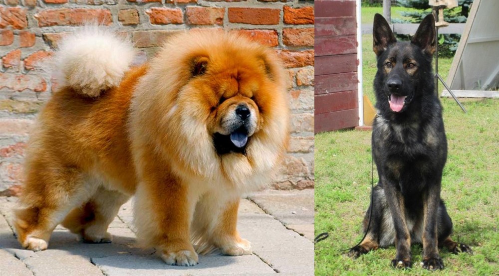 East German Shepherd vs Chow Chow - Breed Comparison