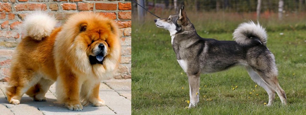 East Siberian Laika vs Chow Chow - Breed Comparison