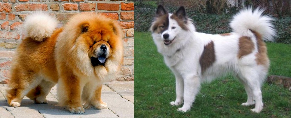 Elo vs Chow Chow - Breed Comparison