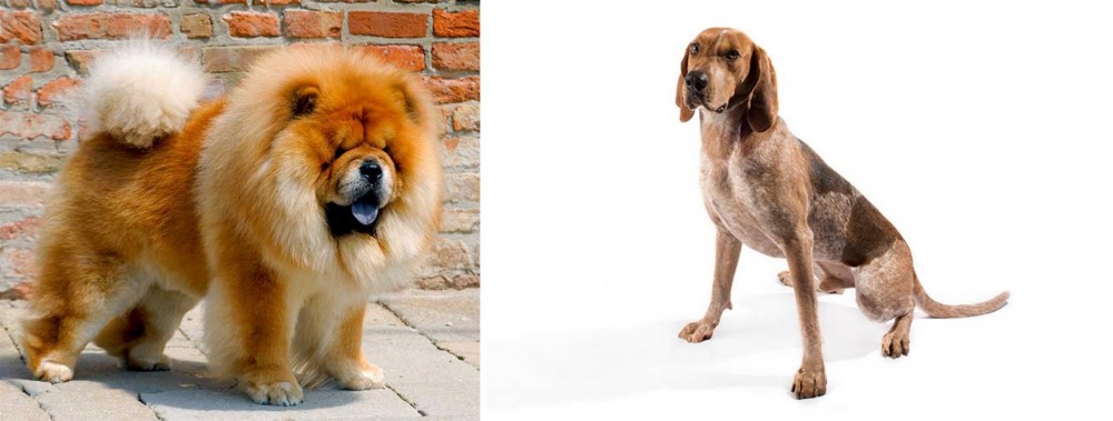 English Coonhound vs Chow Chow - Breed Comparison