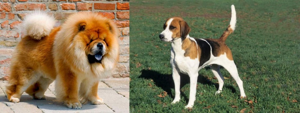 English Foxhound vs Chow Chow - Breed Comparison