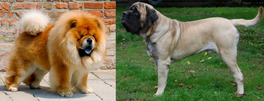 English Mastiff vs Chow Chow - Breed Comparison