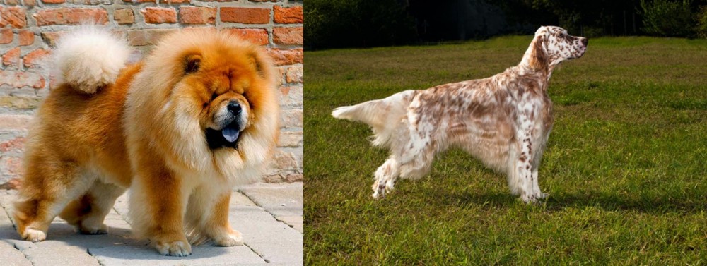 English Setter vs Chow Chow - Breed Comparison