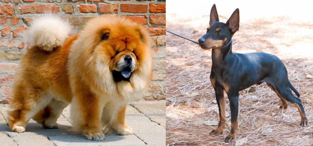 English Toy Terrier (Black & Tan) vs Chow Chow - Breed Comparison