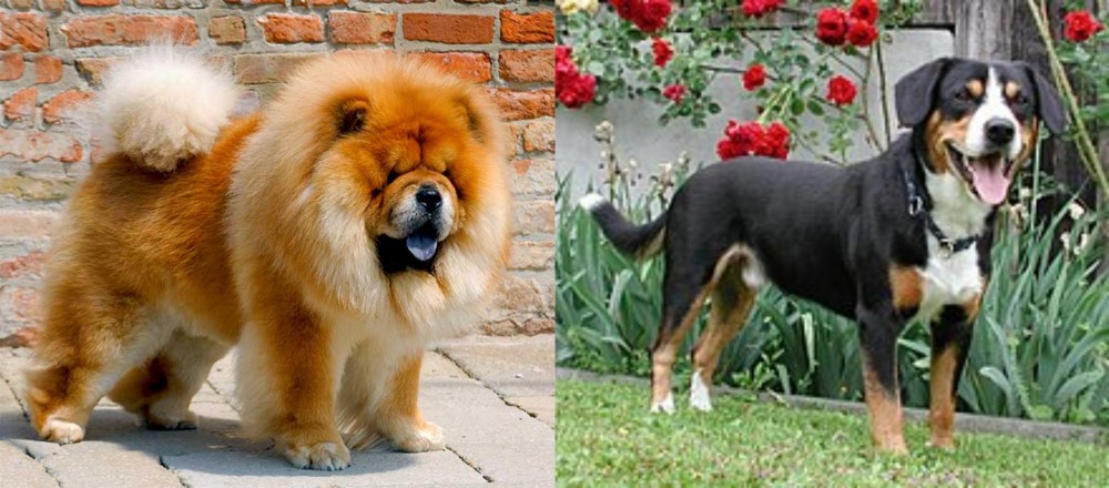 Entlebucher Mountain Dog vs Chow Chow - Breed Comparison