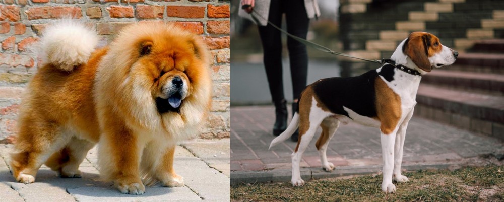 Estonian Hound vs Chow Chow - Breed Comparison