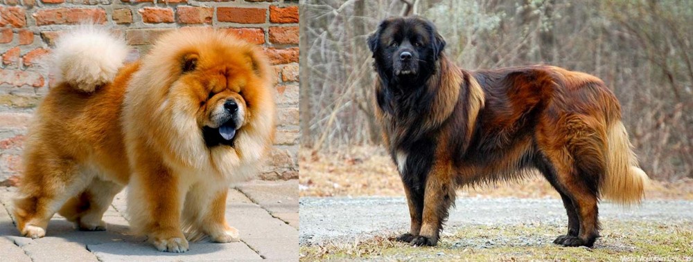 Estrela Mountain Dog vs Chow Chow - Breed Comparison