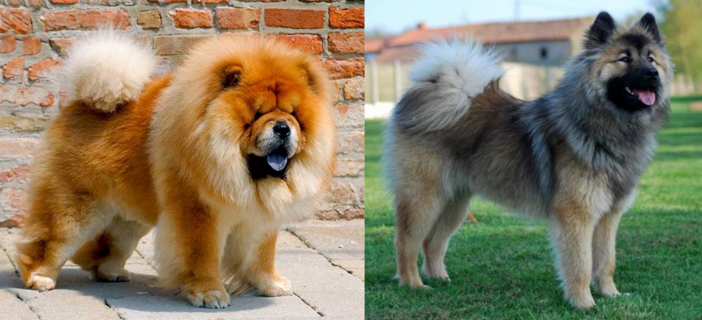 Eurasier vs Chow Chow - Breed Comparison