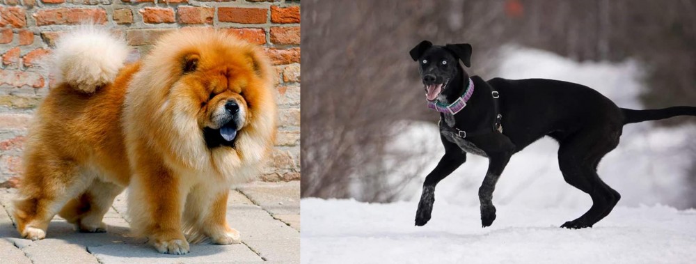 Eurohound vs Chow Chow - Breed Comparison