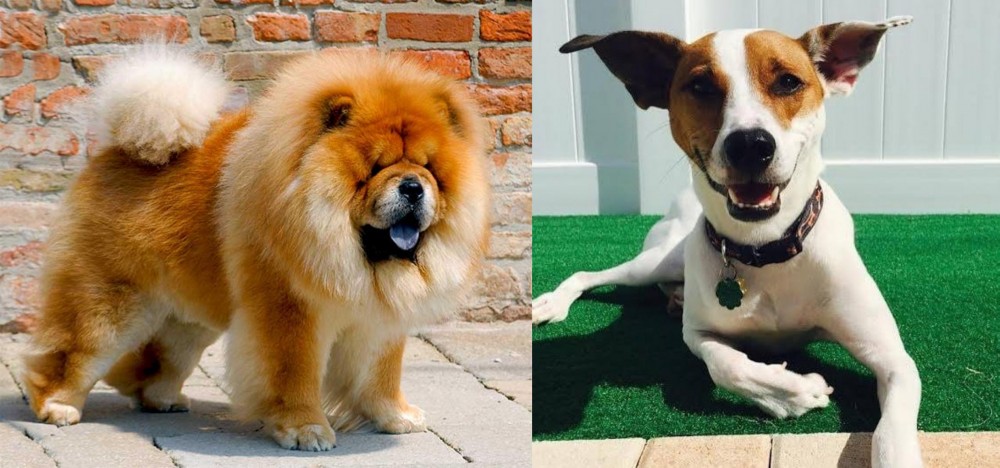 Feist vs Chow Chow - Breed Comparison