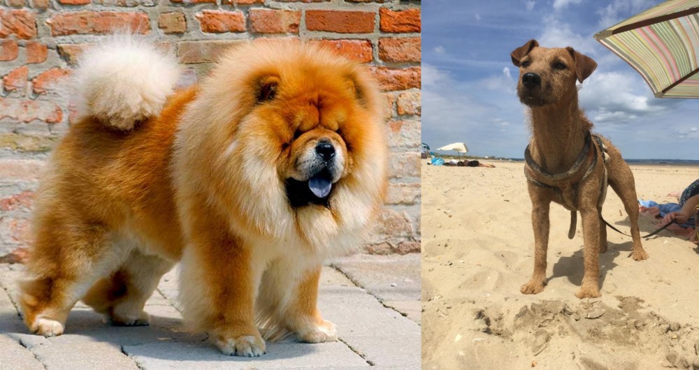 Fell Terrier vs Chow Chow - Breed Comparison
