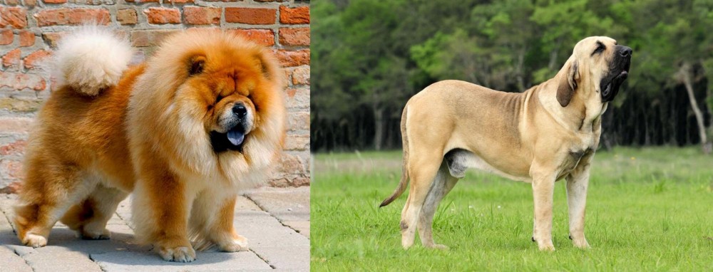 Fila Brasileiro vs Chow Chow - Breed Comparison