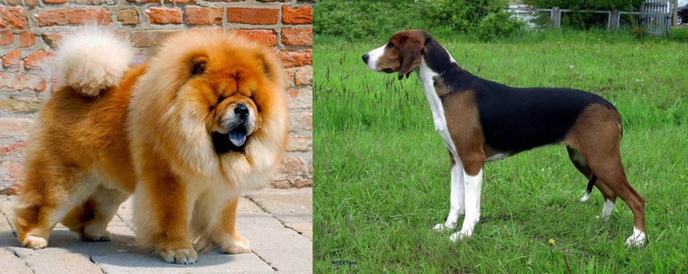 Finnish Hound vs Chow Chow - Breed Comparison